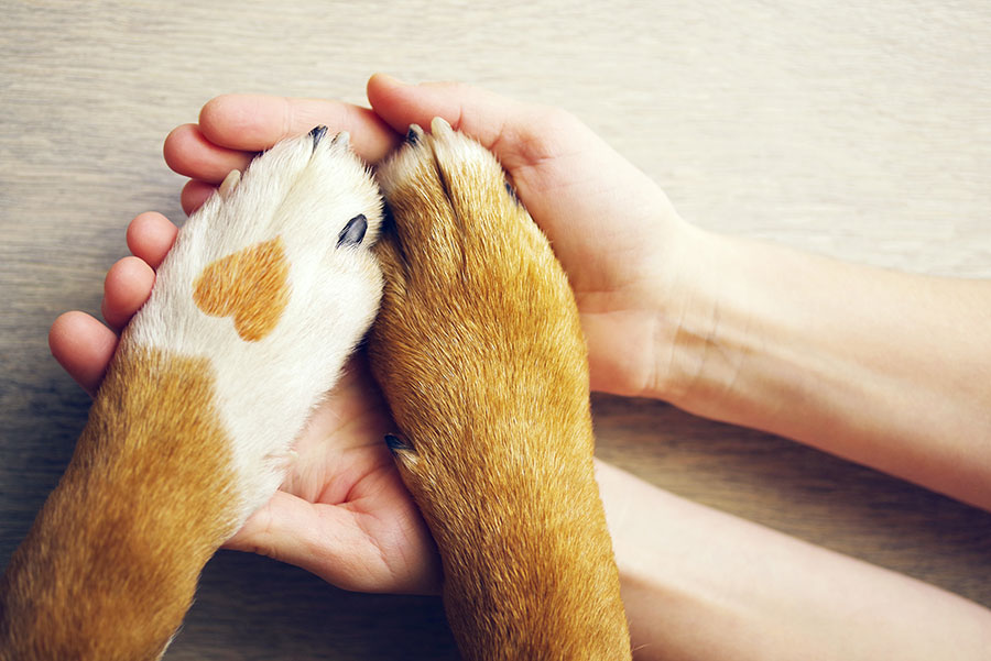 Dog paws with a spot in the form of heart and human hand close up top view. Conceptual image of friendship trust love the help between the person and a dog
