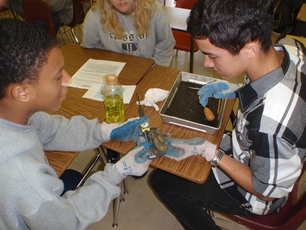 Students at Dixon High, a member of Jones-Onslow EMC, measure an oyster before dissecting it. (Photo courtesy of NCCF)