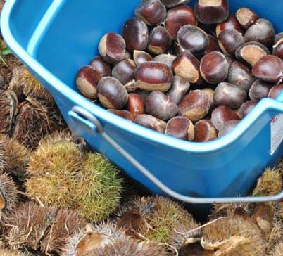 chestnuts-06