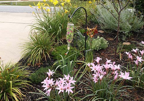 Great-Gardens-NC-lilies