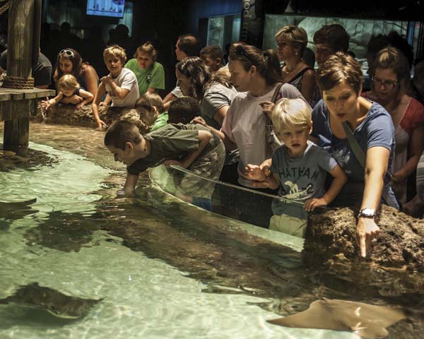 Adults-and-kids-enjoy-the-thrill-of-touching-a-stingray-at-Hands-On-Harbor-in-the-Carolina-SciQuarium