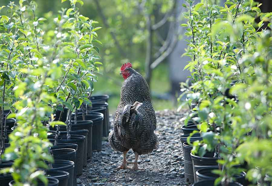 Chicken and apple trees