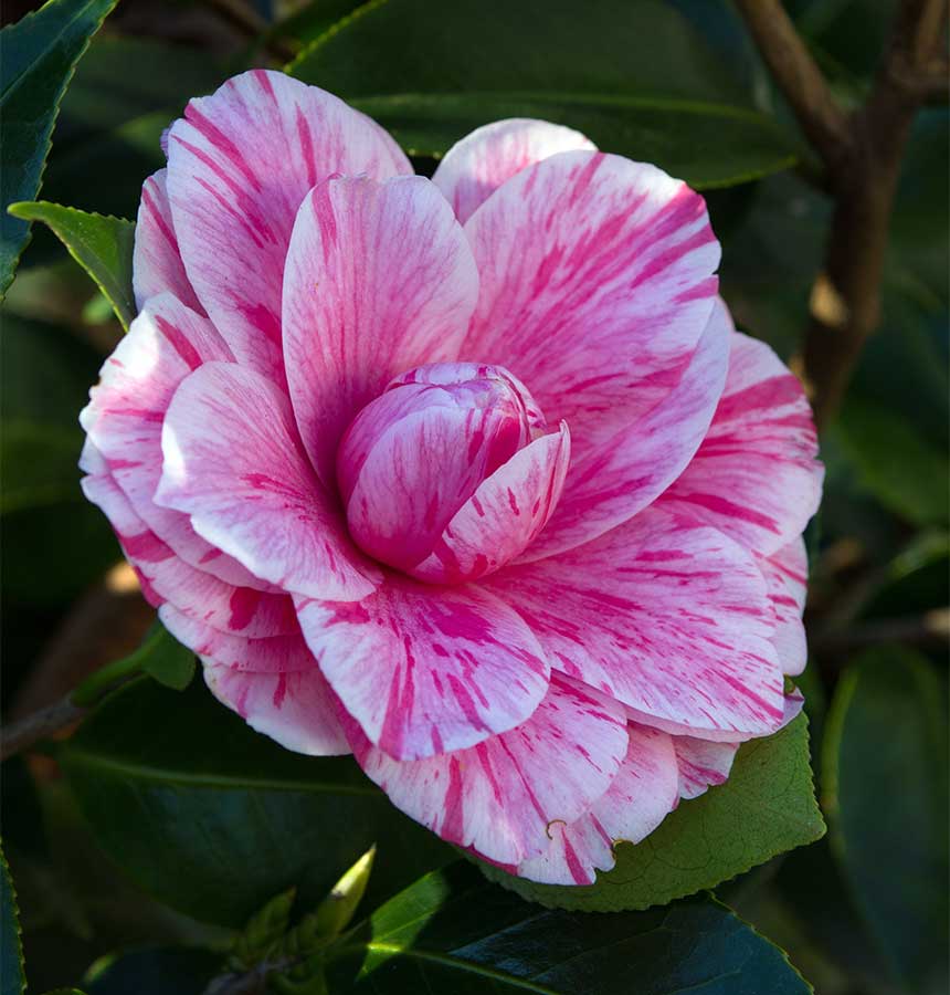 CC Camellia