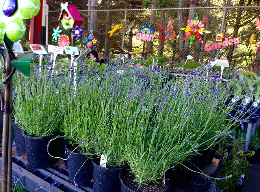 Lavender J&B Herb and Plant Farm