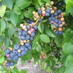 Bountiful Blueberries