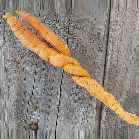 	Cool Carrot	 