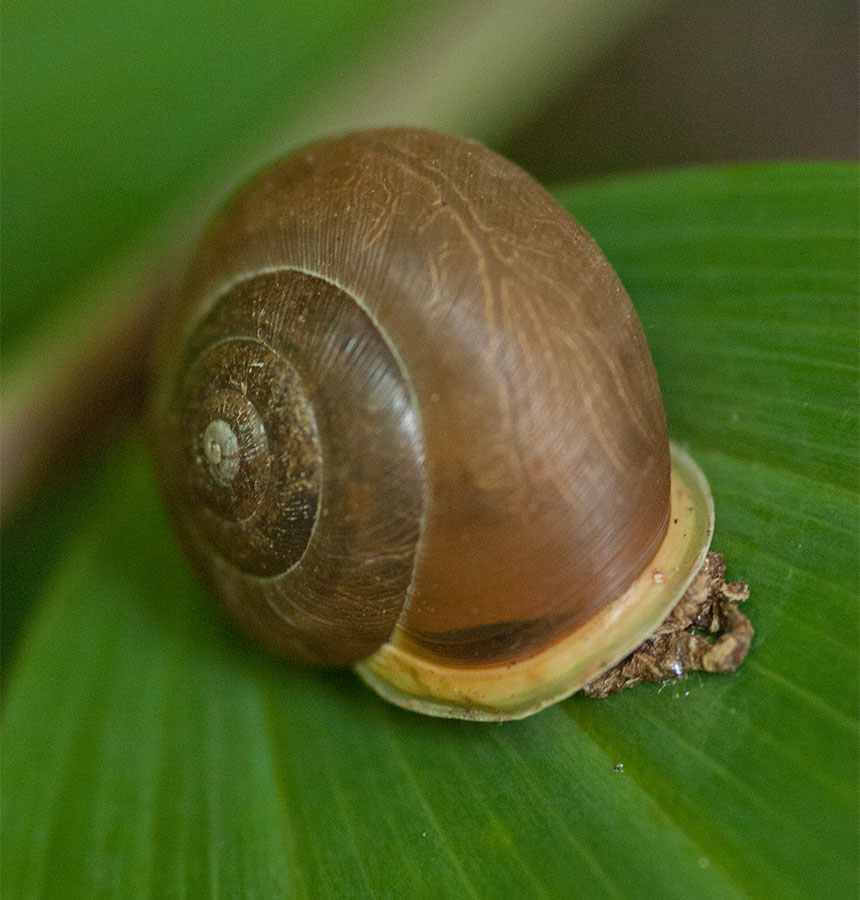 CC Snail
