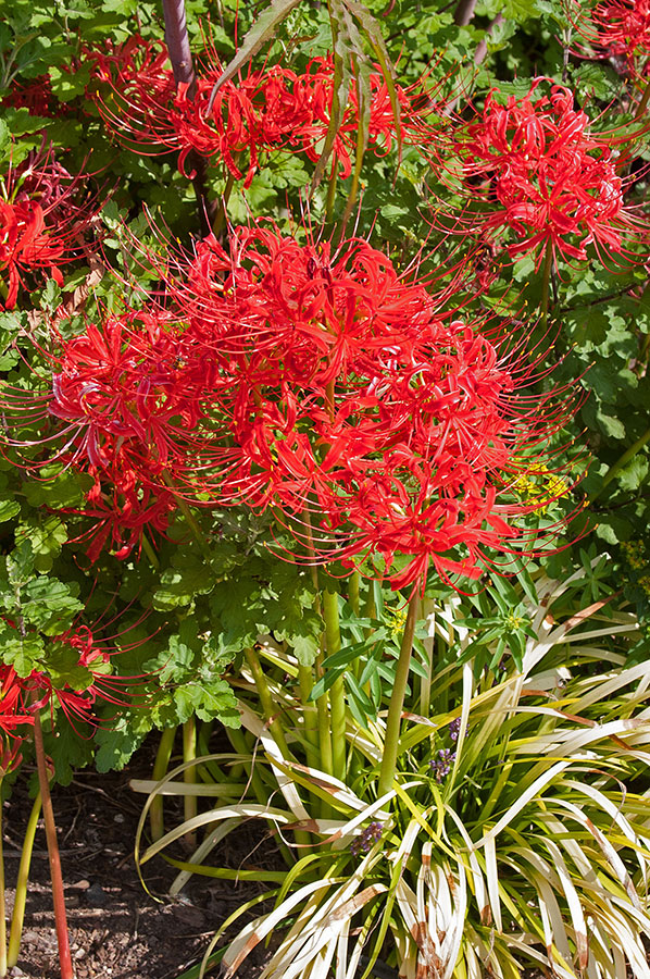 How To Master Red Spider Lily S Odd Growing Season Carolina Country