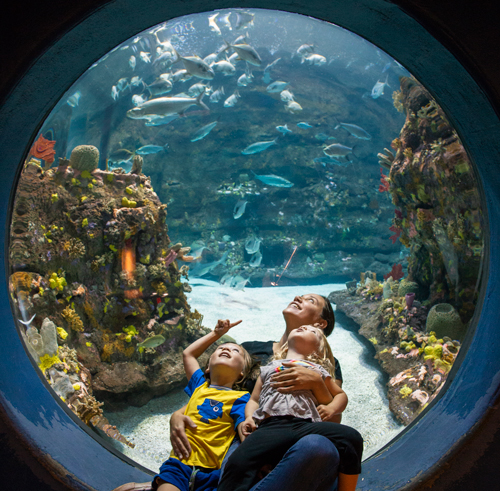 NC Aquarium at Fort Fisher Bubble Window
