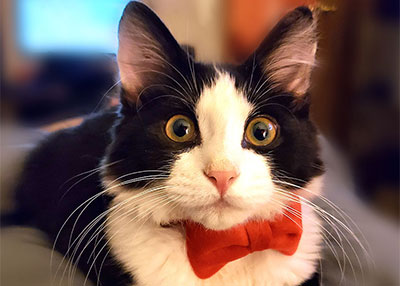 	Theo the Tuxedo Kitten 	 
