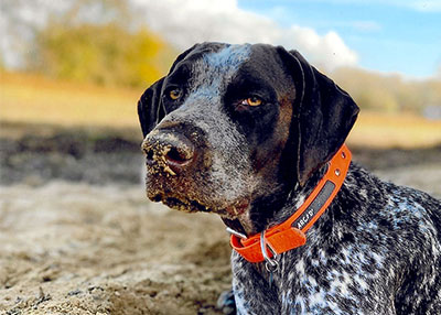 	Trigger the German Pointer 	 