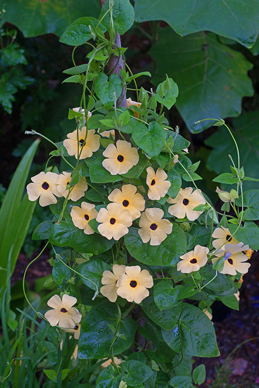 go-vertical-with-black-eyed-susan-vines-carolina-country
