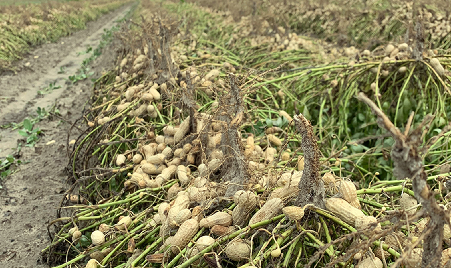 Peanuts in the field