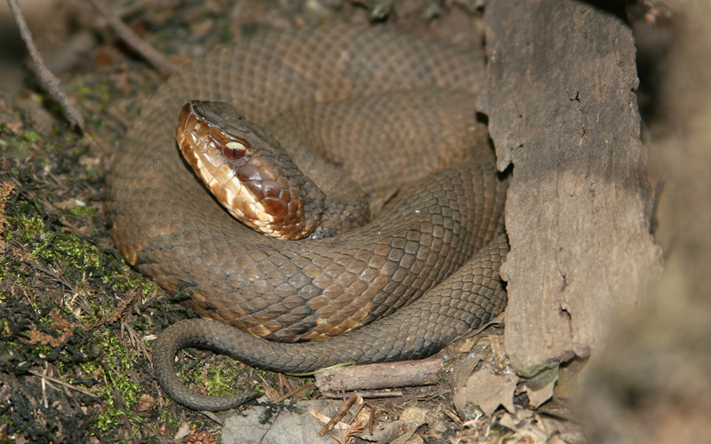 Adult Cottonmouth Snake