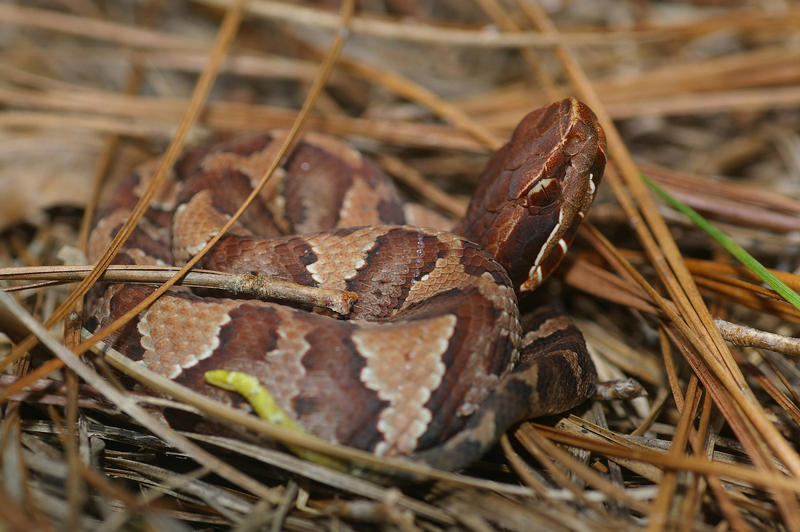 Juvenile Cottonmouth Snake
