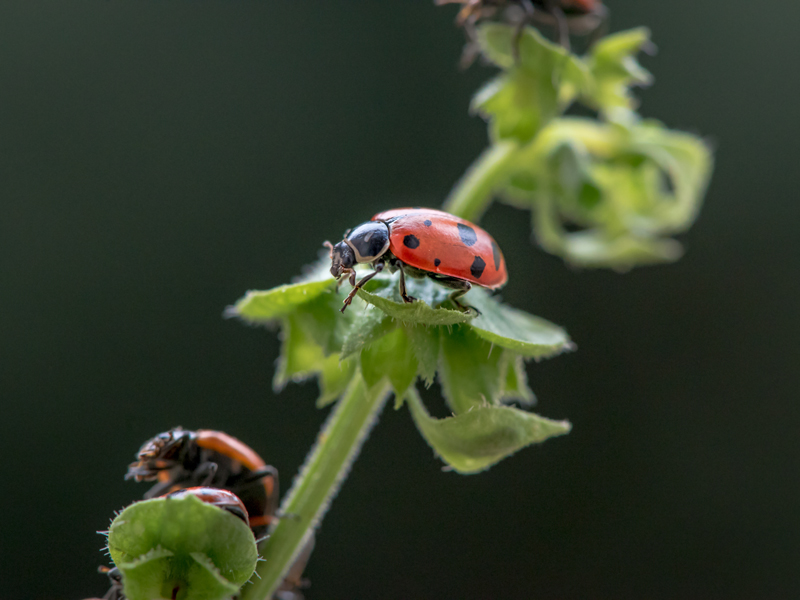 Lady bugs on tomato plant
