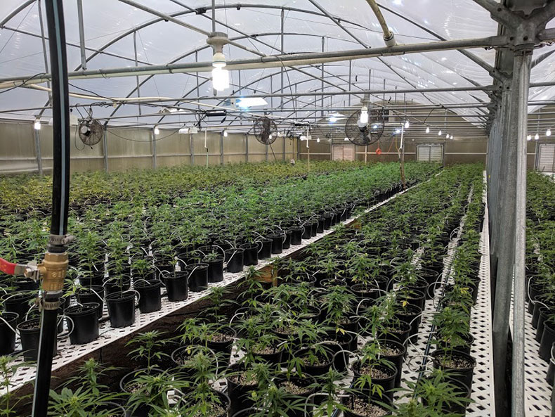 Blacklands hemp greenhouse