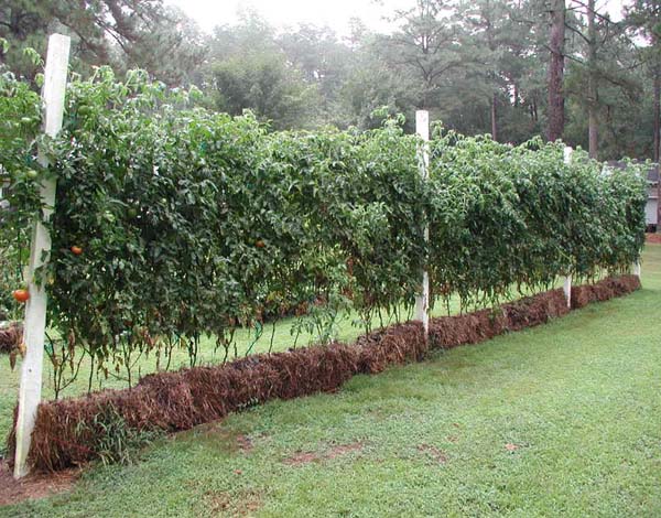 North Carolina Straw Bale Gardens In Your Backyard Carolina Country
