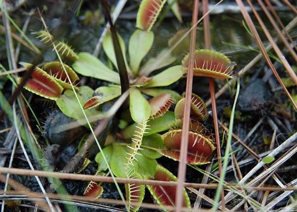 North Carolina Carnivorous Plants