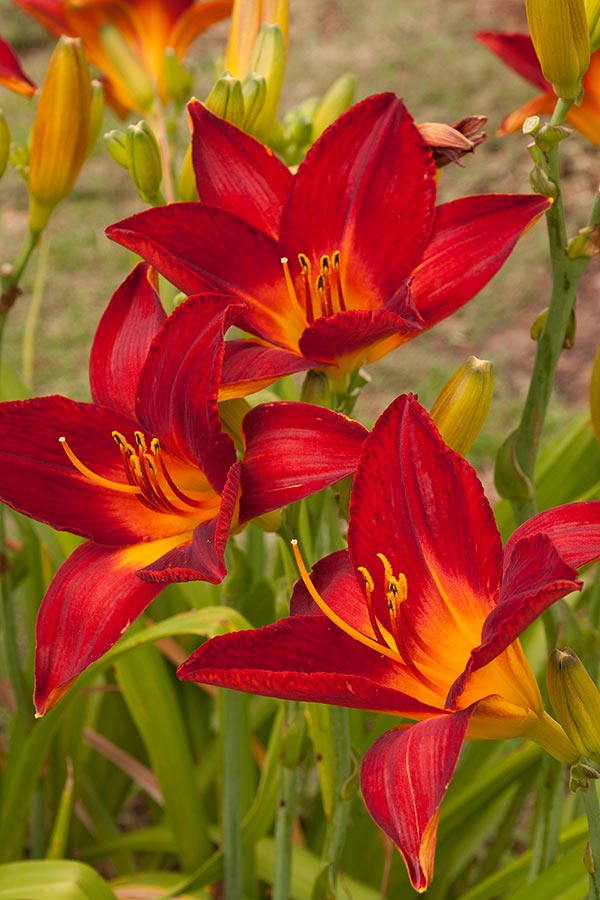 CC Tip of the Month Daylily