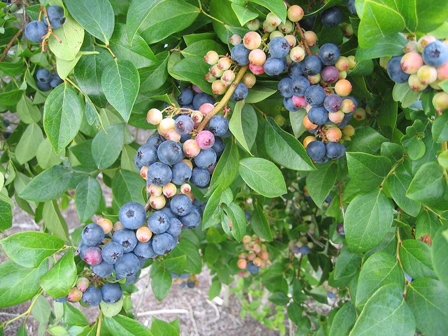How to Grow Blueberries in Nc? 