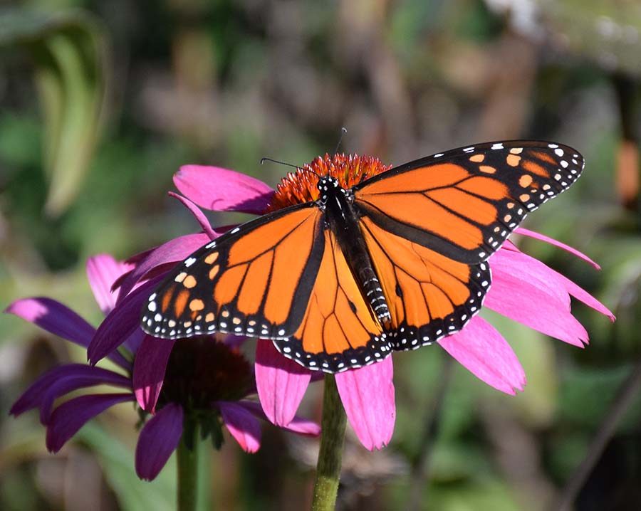 Monarch Butterfly Highway