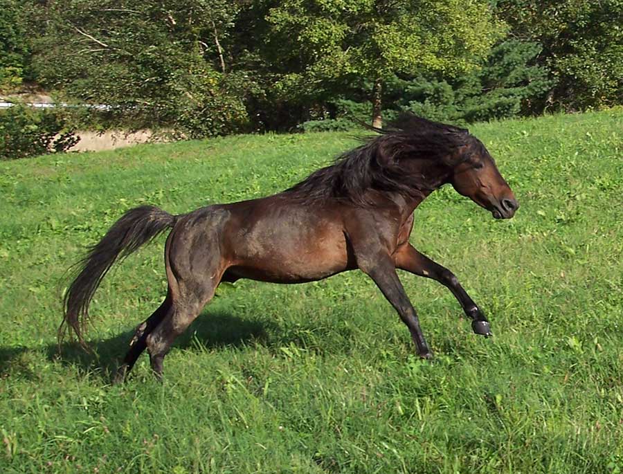 Rare Horses - Carolina Country