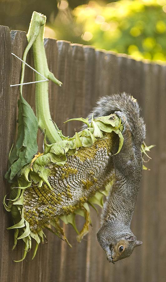 sunflower squirrel