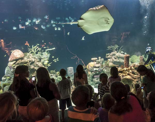 A-crowd-of-visitors-watches-a-giant-southern-stingray-swim-by-in-the-Shark-Reef-Exhibit-of-the-Carolina-SciQuarium