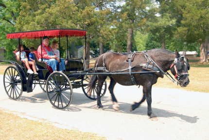buggy-and-horse-Carthage