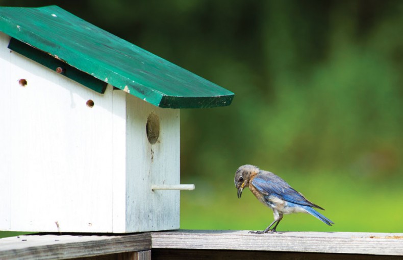 Time to put up bluebird boxes