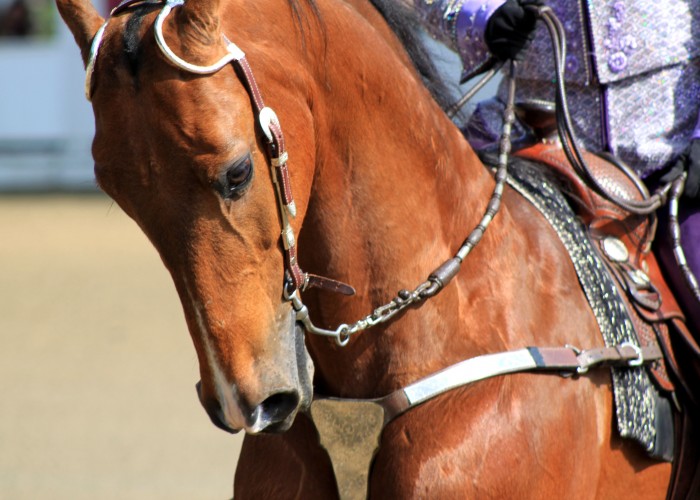 Blowing Rock Charity Horse Show- Saddlebred