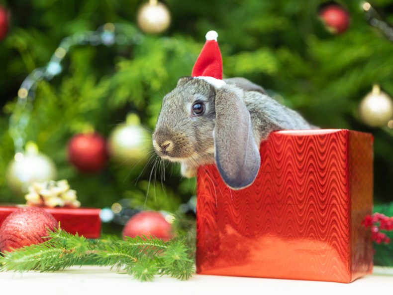 The ‘Pawsitive’ Way to Gift a Pet for Christmas