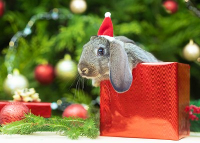 The ‘Pawsitive’ Way to Gift a Pet for Christmas