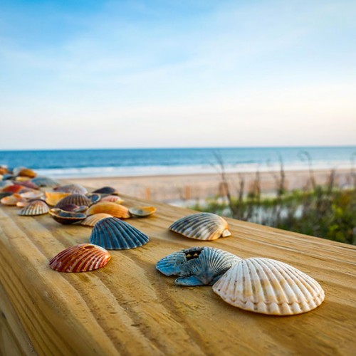 Seashells from Holden Beach. —Aaren Evans, Shallotte, Brunswick Electric