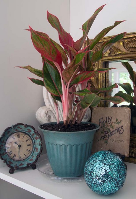 Chinese Evergreen Aglow