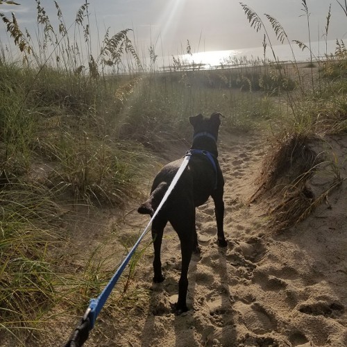 We love how dog friendly the Outer Banks is! Our first morning there, I took my dog, Ansley, for a walk on the beach. The sun was in my eyes and Ansley was excited for the ocean and sand! —Alexandra Miles, Matthews, Union Power Cooperative
