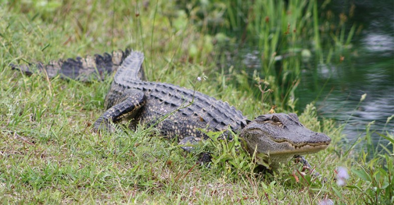 Alligators in North Carolina