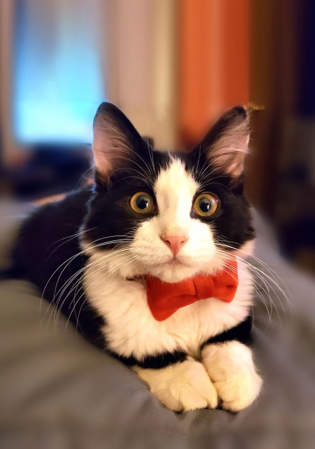 Theo the Tuxedo Kitten