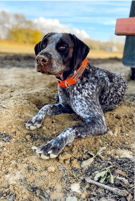 Trigger the German Pointer