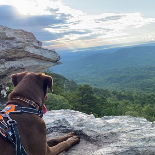 My daughter, Hannah King, took this photo of her dog, Beau, looking out over Stokes County from the top of Hanging Rock. We are lucky to live somewhere with such gorgeous outdoor spaces. —Angela King, Walnut Cove, EnergyUnited