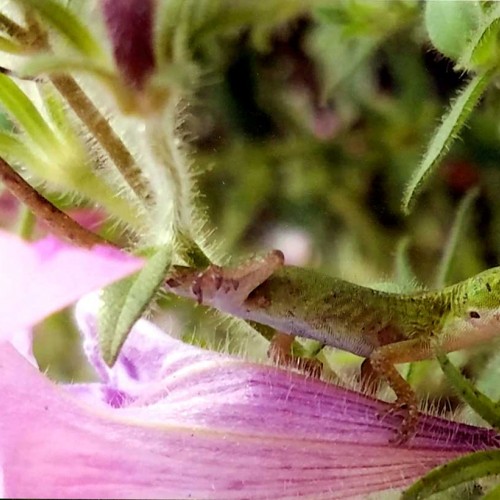 This little green anole (Anolis carolinensis) loves to lounge in my pink petunia. I would like to believe this is his “home.” —Angela Paim, Seven Springs, A member of Tri-County EMC
