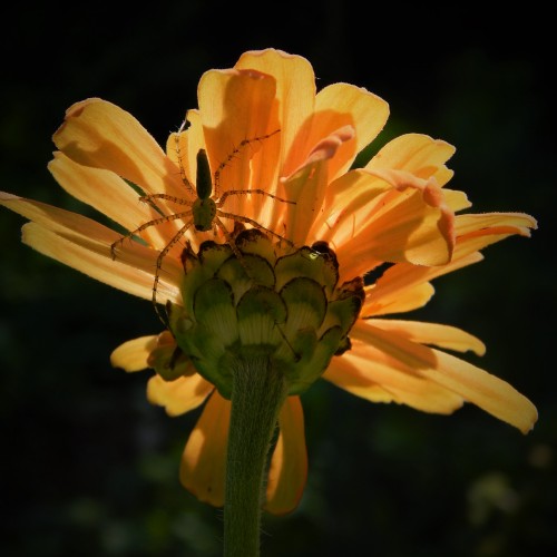 In summer, these Green Lynx spiders cover the flowers in my garden. —Ashley Garner, Carthage, Randolph EMC