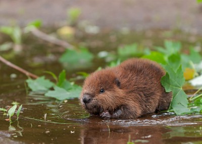 Living with Beavers