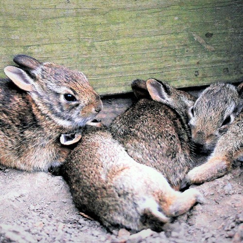 “In our small garden behind our house, a mother rabbit had abandoned her young and miraculously they all survived.” —Bill Whitesides, Lincolnton, Rutherford EMC