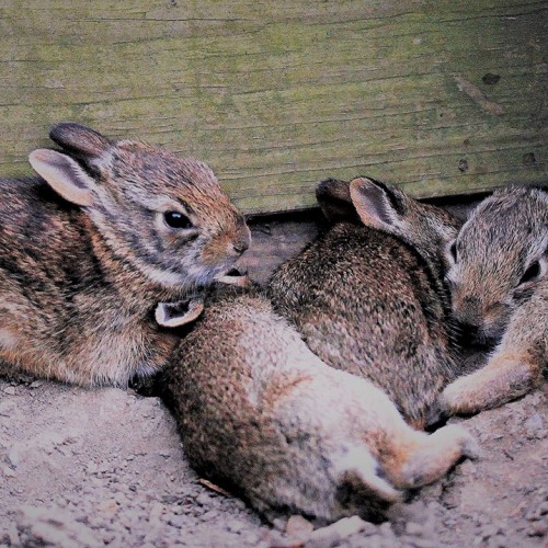 In our small garden behind our house, a mother rabbit had abandoned her young and miraculously they all survived. —Bill Whitesides, Lincolnton, A member of Rutherford EMC  