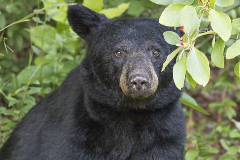 NC Wildlife Update: Rare Case of Rabies in NC Black Bear