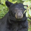 NC Wildlife Update: Rare Case of Rabies in NC Black Bear