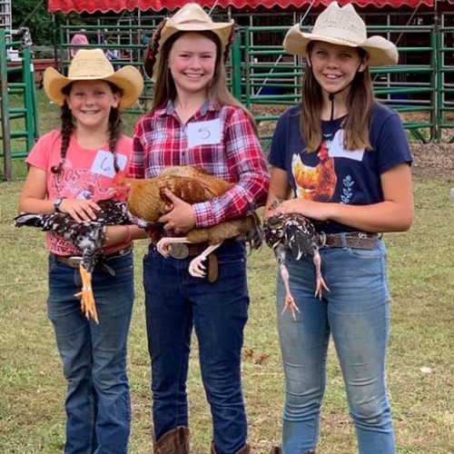 These 3 buddies belong to Avery County's Feathers & Fur 4-H Livestock Club. They are presenting their prize chickens at the fair that were part of the 4-H Chick to Chicken Project. —Bobbie Willard, Newland, Blue Ridge Mountain EMC