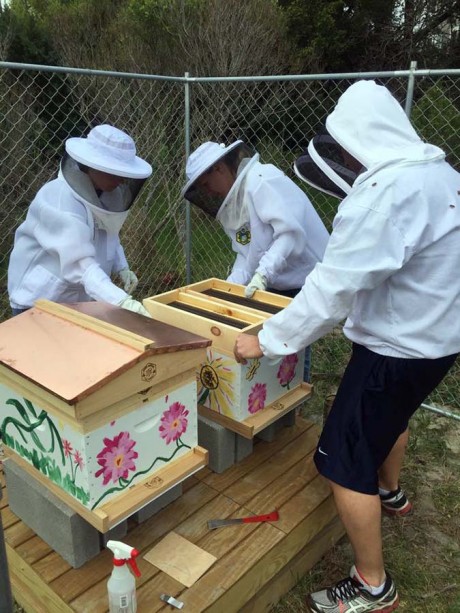 Bright Ideas Spotlight: Cape Hatteras Honey Bees